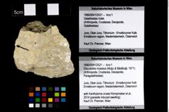 Foto (Objekt + Etikett) von Discutiolira moesica (Muţiu & Bădăluţă, 1971)  (NHMW-GEO-1990-0041-2521)